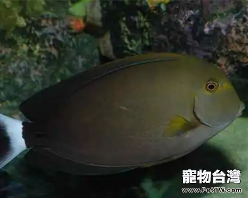 白鰭黑吊的外形特點(1圖)-寵物台灣
