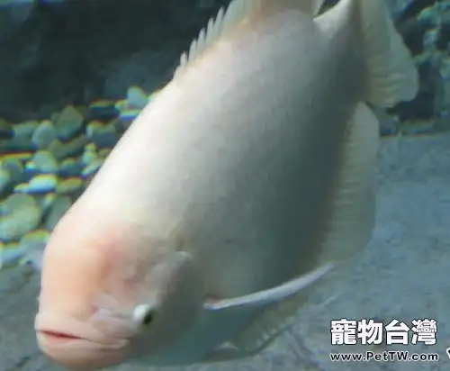 白兔魚的品種簡介(1圖)-寵物台灣