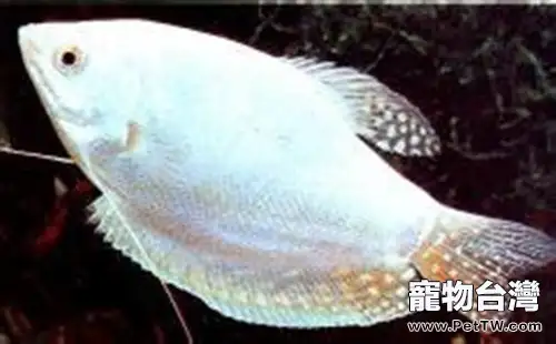 白兔魚的外形特點(1圖)-寵物台灣