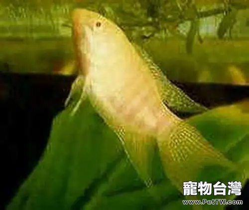 白兔魚的飼養環境