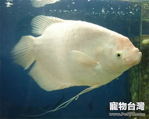 白兔魚的餵食要點(1圖)-寵物台灣