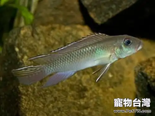 白玉鳳凰的品種簡介(1圖)-寵物台灣