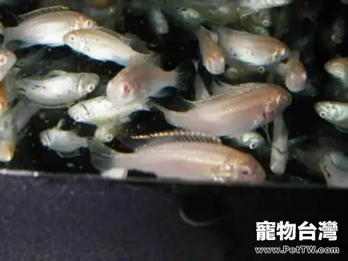 白玉鳳凰的外形特點(1圖)-寵物台灣