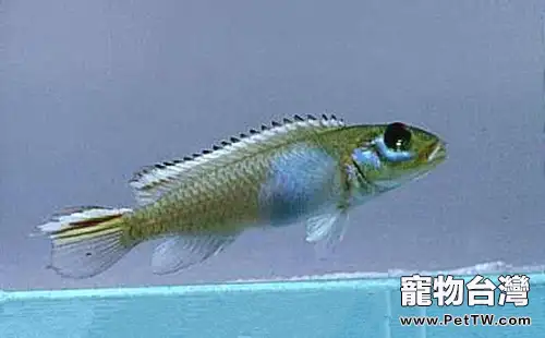 白玉鳳凰的飼養環境(1圖)-寵物台灣