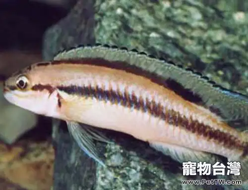 白玉鳳凰的餵食要點(1圖)-寵物台灣