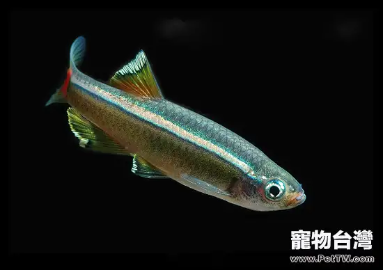 白雲山魚的飼養環境(1圖)-寵物台灣