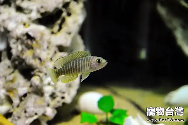 斑馬貝的品種簡介(1圖)-寵物台灣