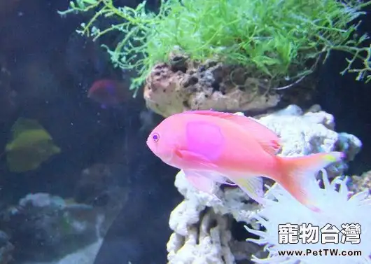 常見的水族主要品種介紹