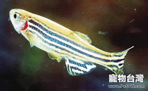 斑馬魚的飼養環境及繁殖要點(1圖)-寵物台灣