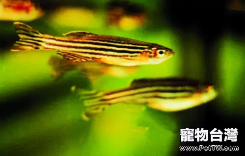 斑馬魚的餵食要點(1圖)-寵物台灣