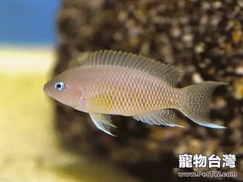 斑尾鳳凰的品種簡介(1圖)-寵物台灣
