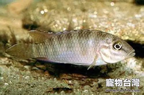 斑尾鳳凰的外形特點(1圖)-寵物台灣