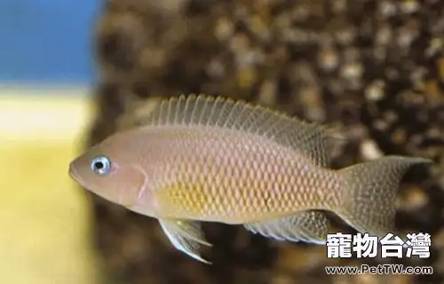 斑尾鳳凰的飼養環境介紹(1圖)-寵物台灣