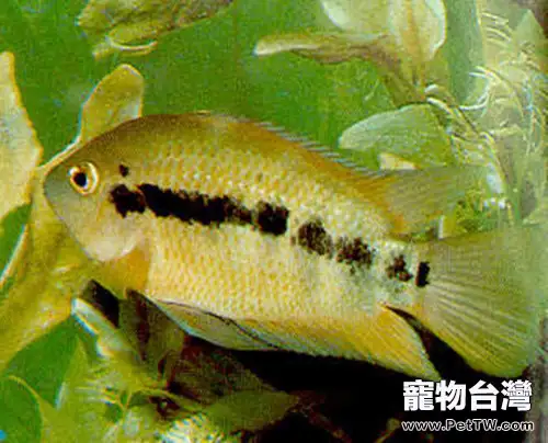 斑尾鳳凰的餵食要點(1圖)-寵物台灣