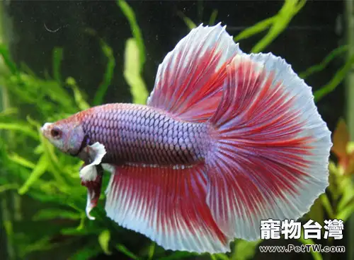 半月斗魚的品種介紹(1圖)-寵物台灣