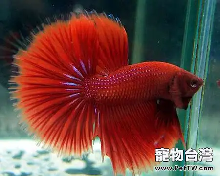 半月斗魚的外形特點(1圖)-寵物台灣
