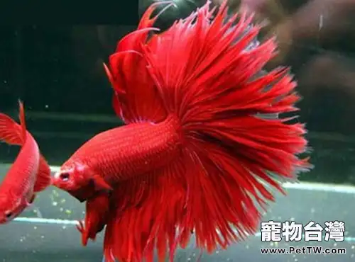 半月斗魚的飼養環境(1圖)-寵物台灣