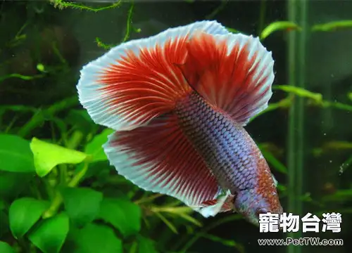 半月斗魚的餵食要點(1圖)-寵物台灣