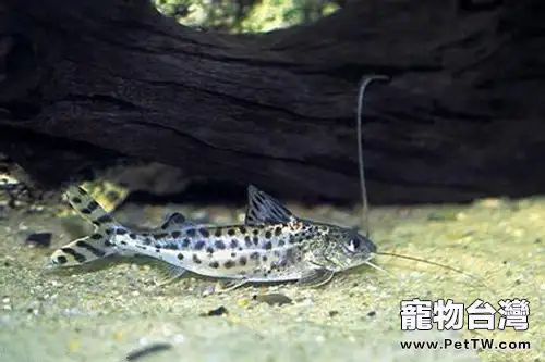 豹斑脂鯰的品種介紹(1圖)-寵物台灣