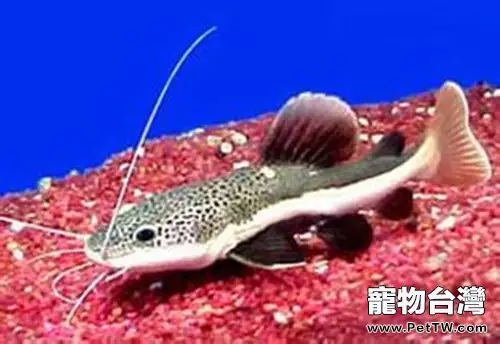 豹斑脂鯰的外形特點(1圖)-寵物台灣