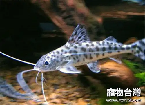 豹斑脂鯰的飼養環境(1圖)-寵物台灣