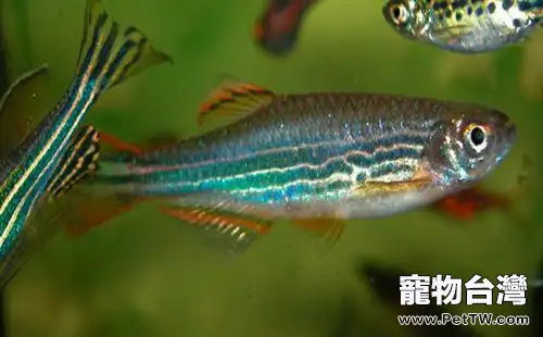 豹紋斑馬魚的飼養環境