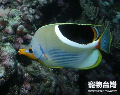 鞭蝴蝶魚的品種簡介(1圖)-寵物台灣