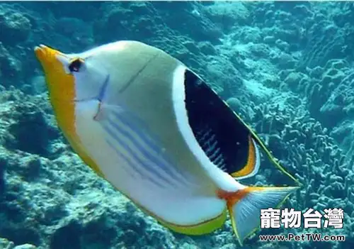 鞭蝴蝶魚的外形特點(1圖)-寵物台灣