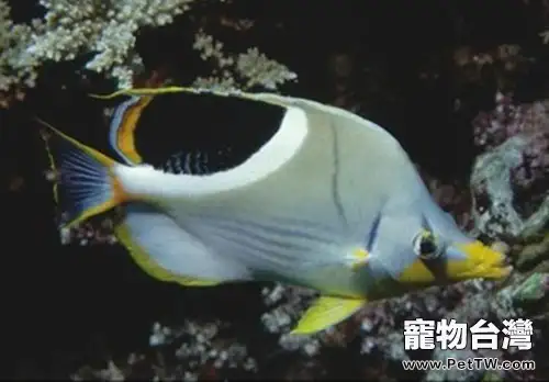 鞭蝴蝶魚的飼養環境