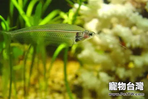 玻璃貓魚的品種簡介