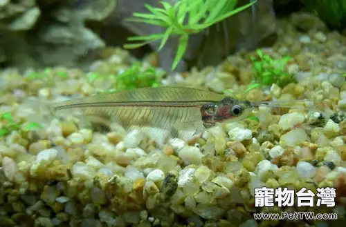 玻璃貓的外形特點(1圖)-寵物台灣