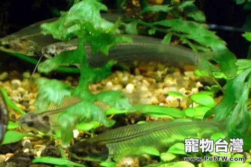 玻璃貓魚的飼養環境