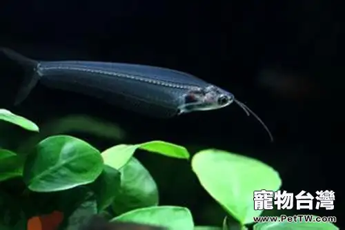 玻璃貓魚的餵食要點(1圖)-寵物台灣