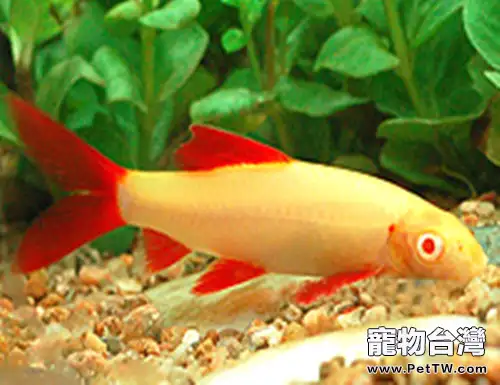 彩虹鯊的品種簡介(1圖)-寵物台灣