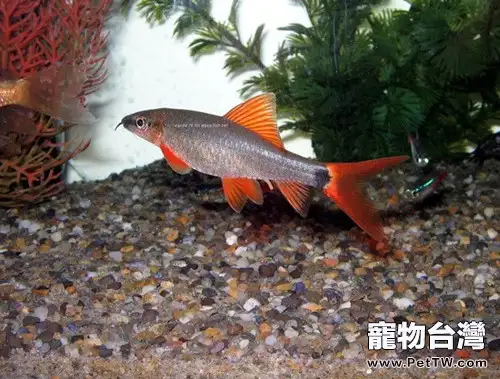 彩虹鯊的外形特點(1圖)-寵物台灣