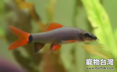 彩虹鯊的飼養環境(1圖)-寵物台灣