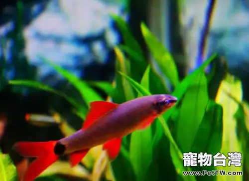 彩虹鯊的餵食要點(1圖)-寵物台灣