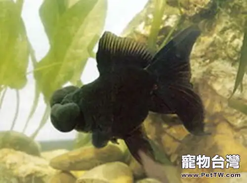 扯旗黑水泡的品種介紹(1圖)-寵物台灣