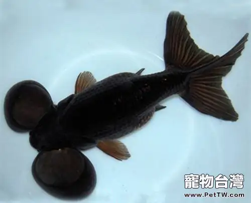 扯旗黑水泡的外形特點(1圖)-寵物台灣
