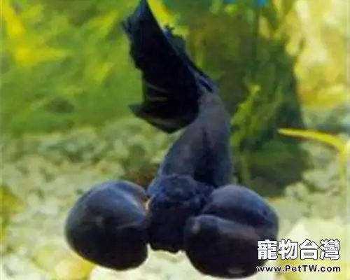 扯旗黑水泡的飼養環境(1圖)-寵物台灣