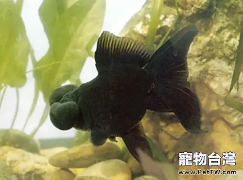 扯旗黑水泡的餵食要點(1圖)-寵物台灣