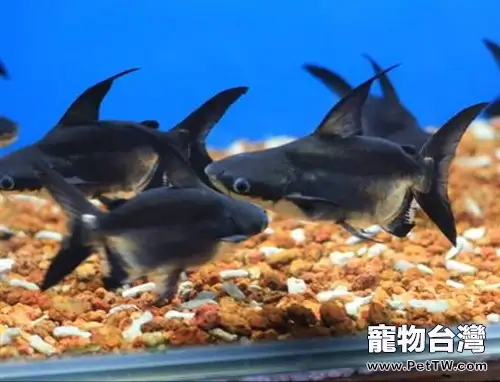 成吉思汗魚的飼養環境