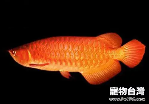 橙紅龍魚的品種簡介