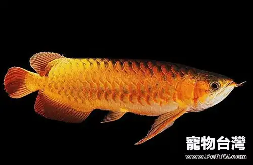 橙紅龍魚的外形特點