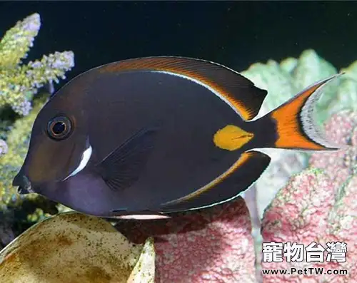 橙棘吊的品種簡介(1圖)-寵物台灣