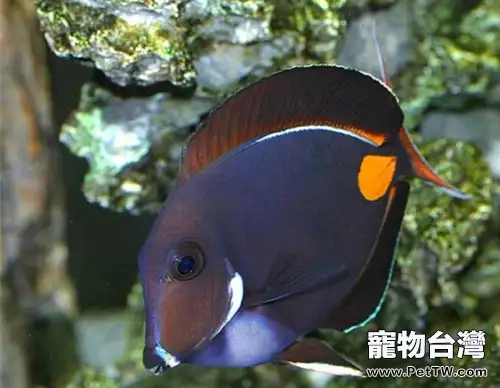橙棘吊的外形特點(1圖)-寵物台灣