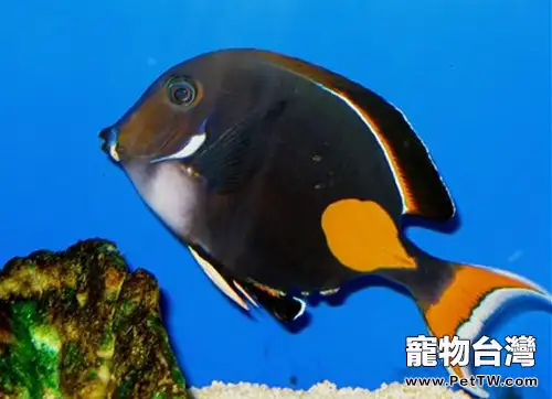 橙棘吊的飼養環境(1圖)-寵物台灣