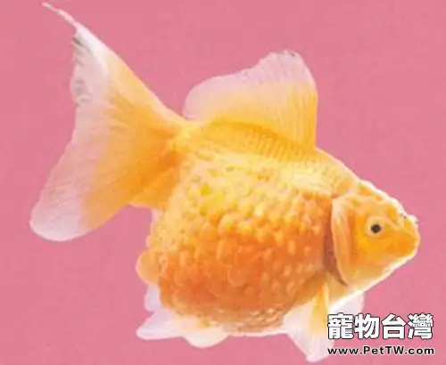 橙色鳳尾珍珠的外形特點(1圖)-寵物台灣