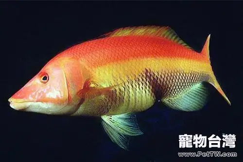 赤紅龍的外形特點(1圖)-寵物台灣