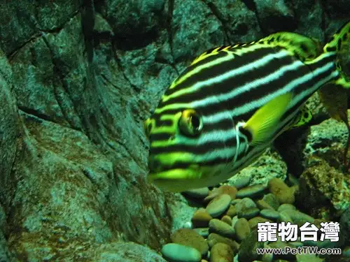 大斑馬魚的品種介紹(1圖)-寵物台灣
